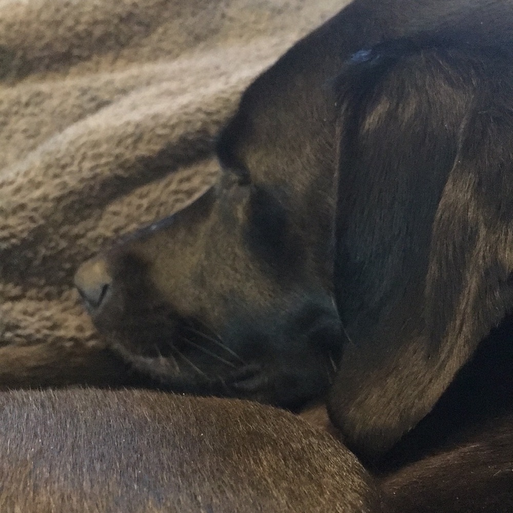 Meet your Posher, Anne